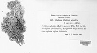Cladonia stellaris image